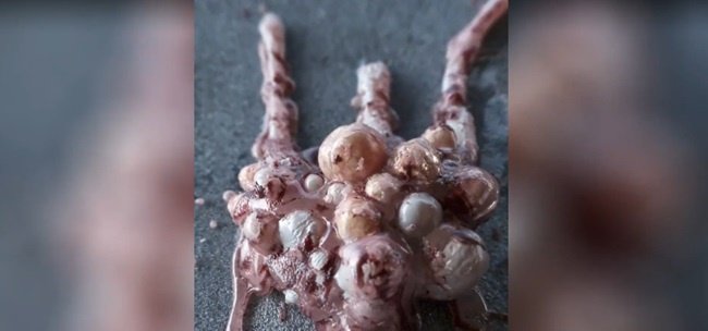 Motion Designers Academy – Mastering Houdini on a new level: The Symbiote Creature  第1张