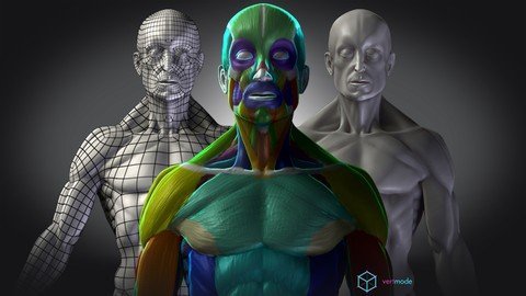 Mastering Human Anatomy For 3D Artists  第1张