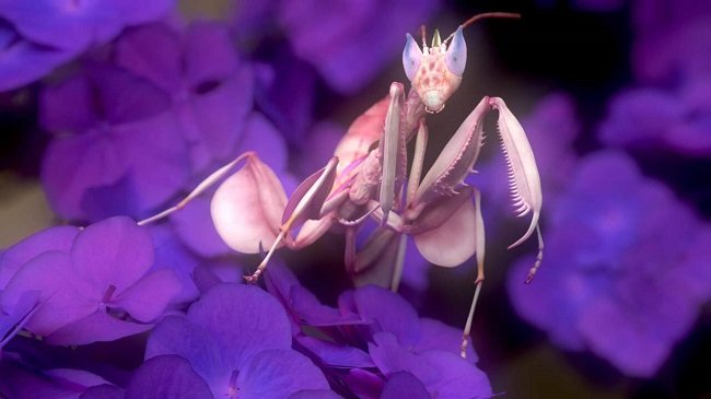 The Gnomon Workshop – Creature Modeling with Zbrush & Marmoset Toolbag  第1张